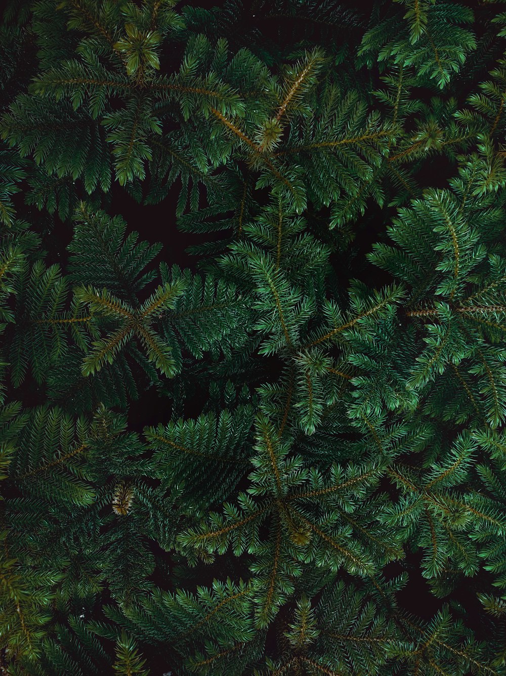 green pine tree during daytime