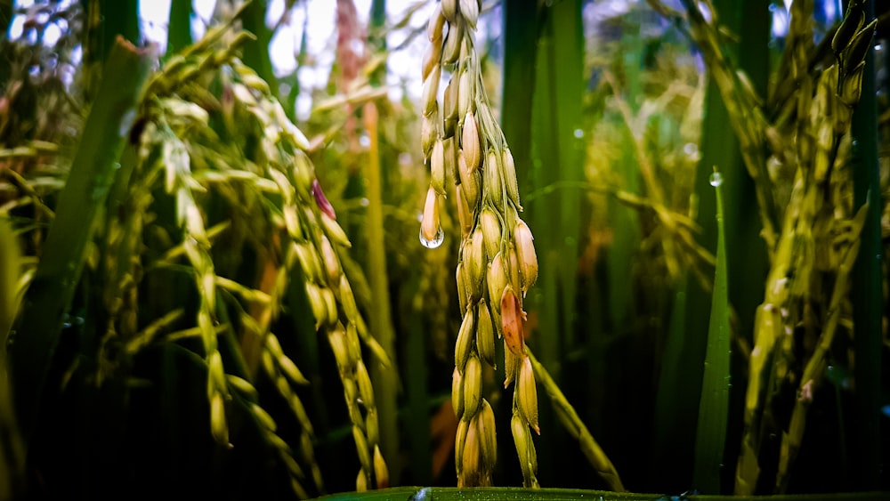 brown wheat plant during daytime