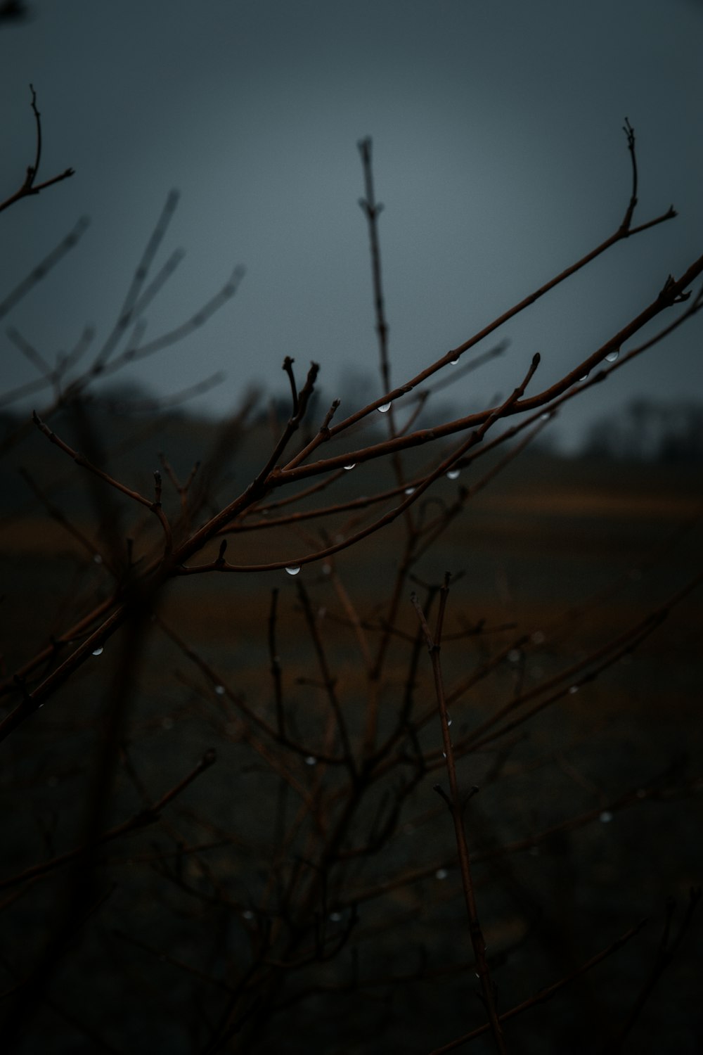 brown leafless tree during daytime