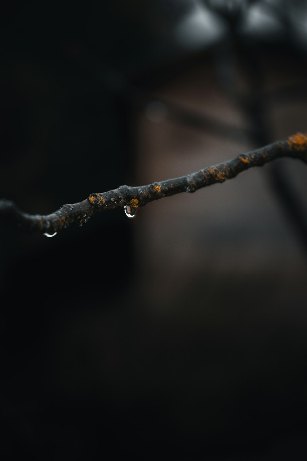 brown tree branch in tilt shift lens