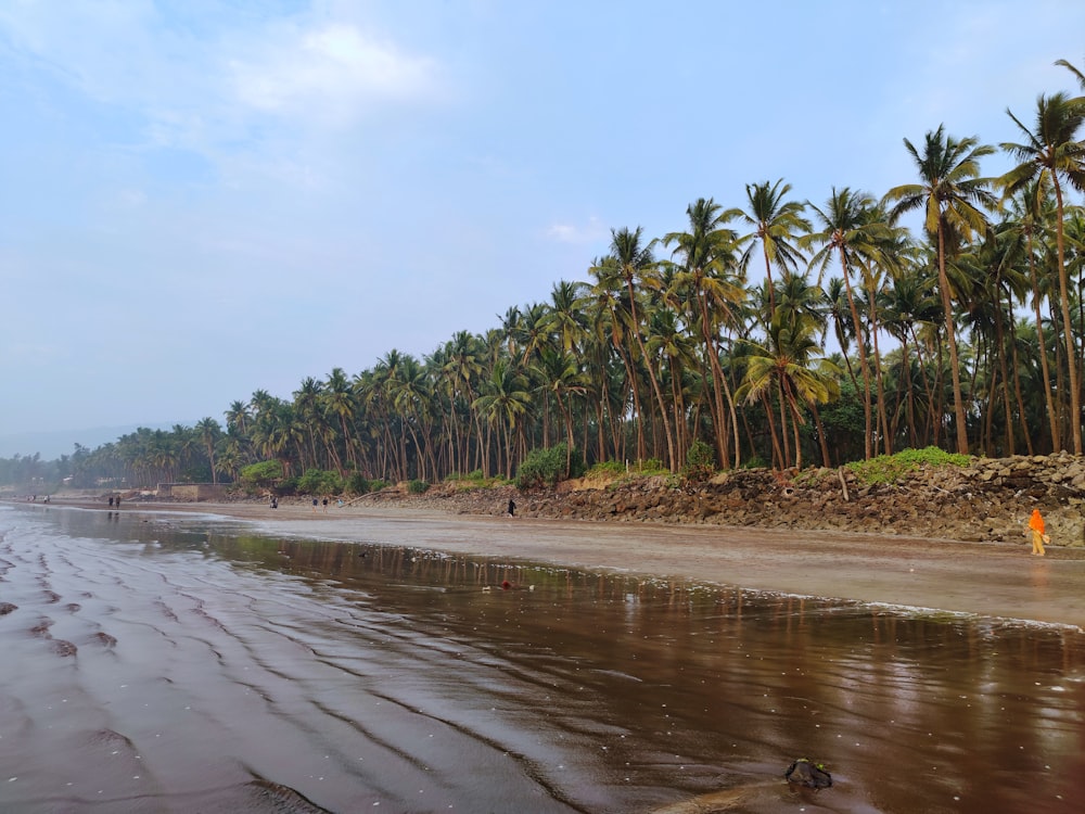 green palm trees near body of water during daytime