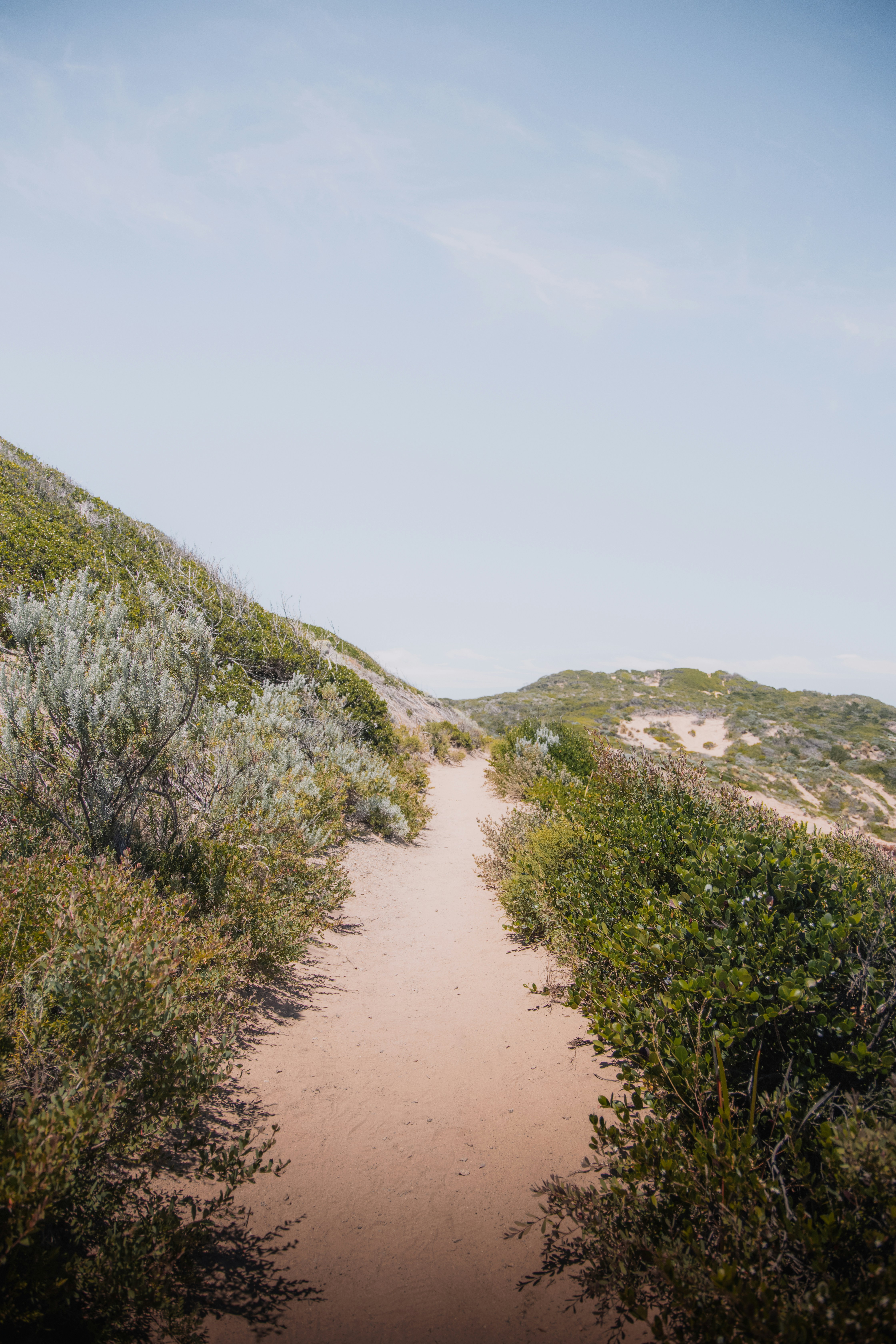 green grass on brown sand during daytime