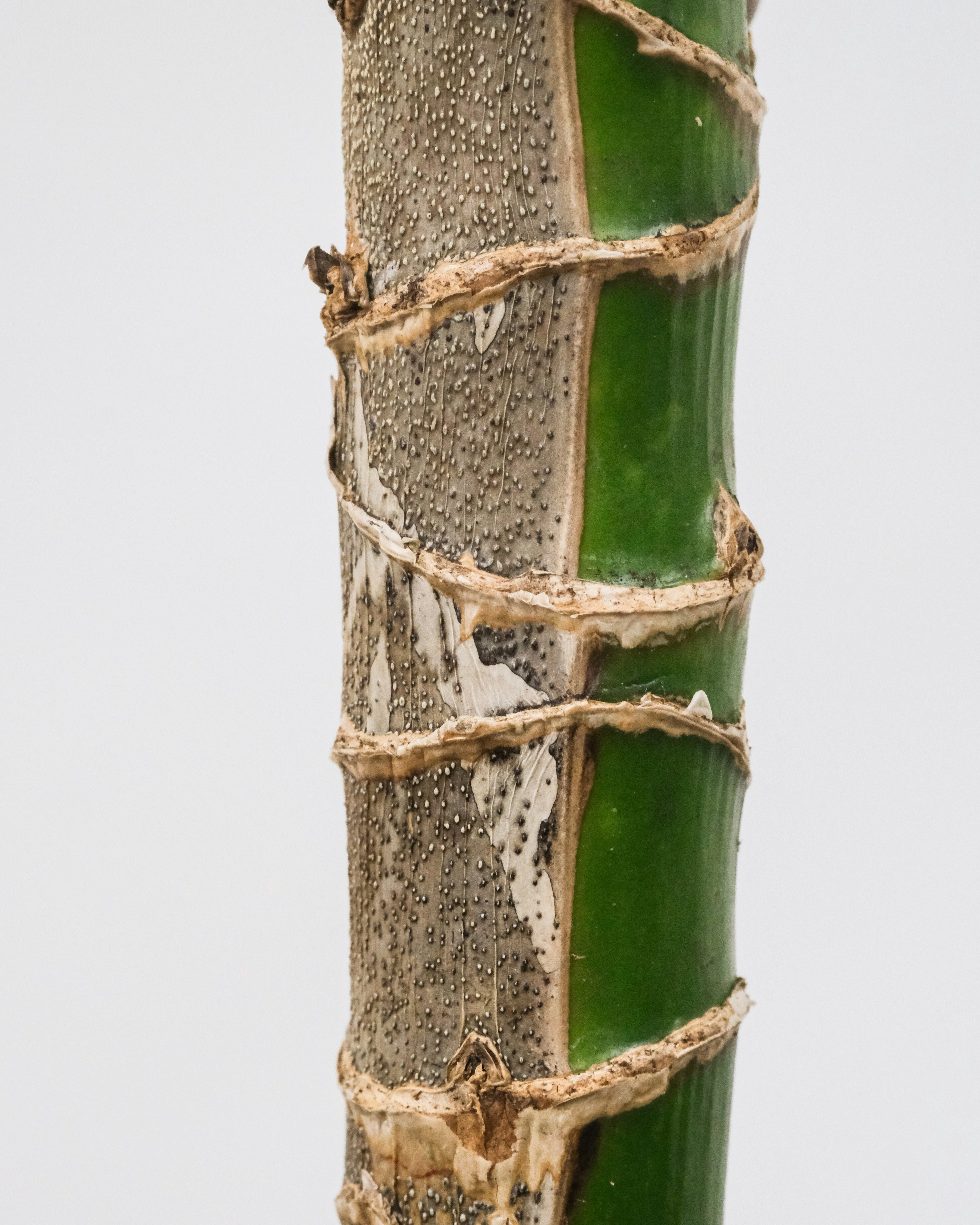 Драцена — Dracaena fragrans