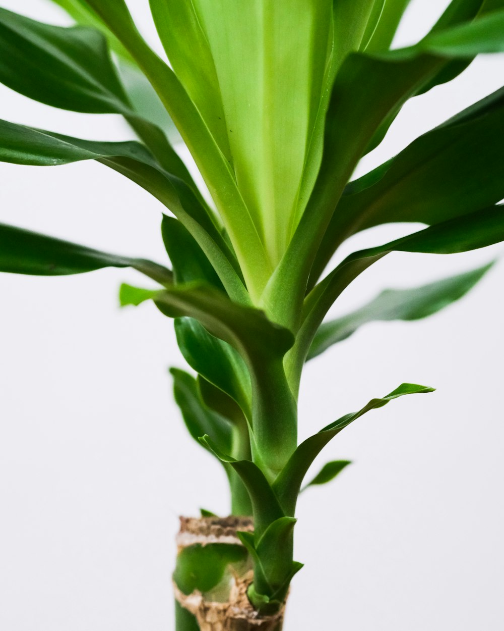 green plant in white background