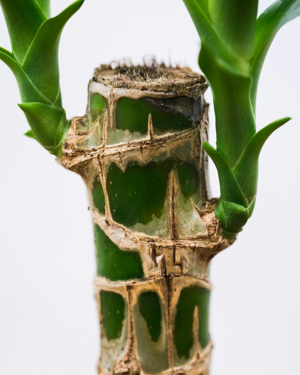 planta de cactus verde sobre fondo blanco