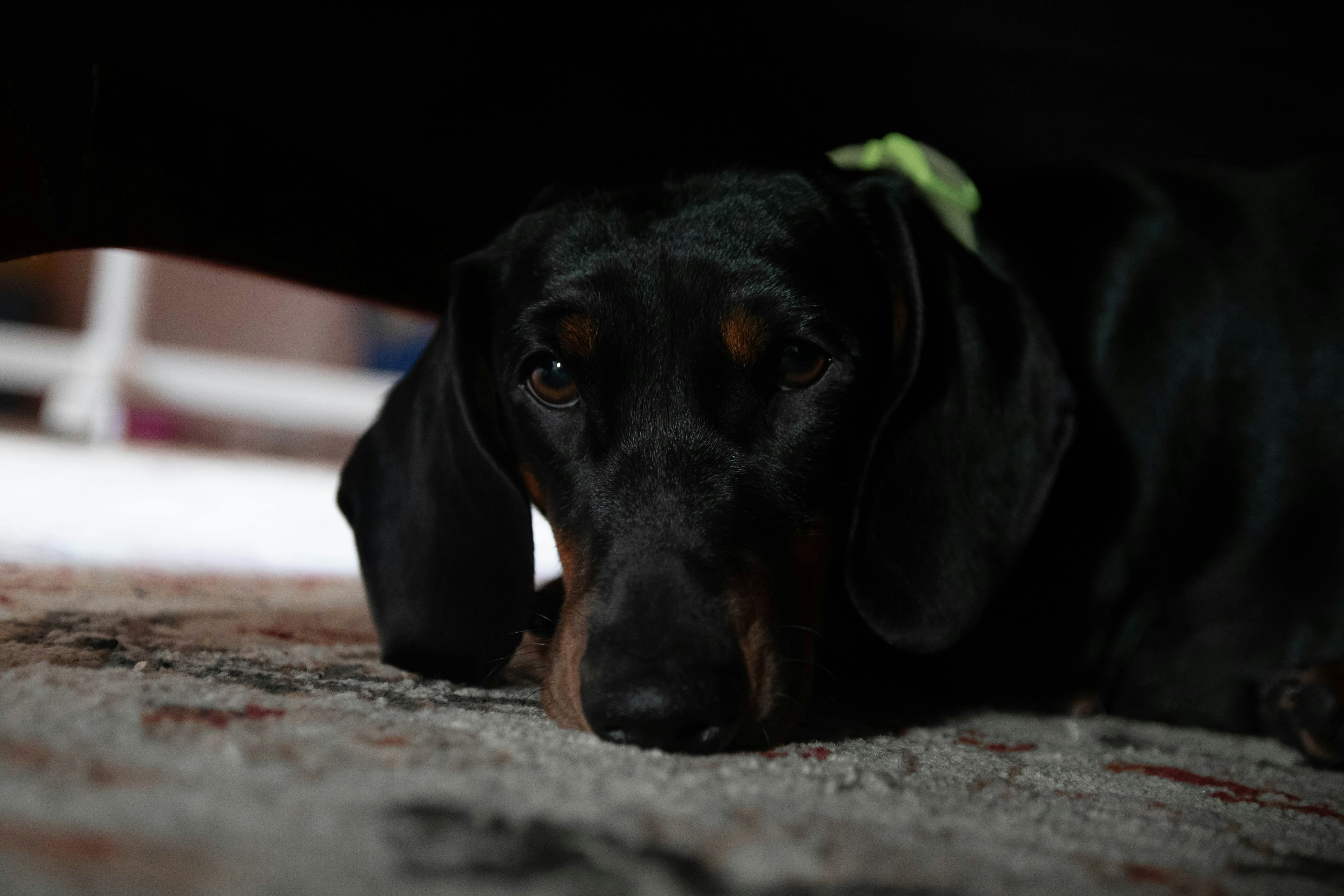 black and brown short coated dog