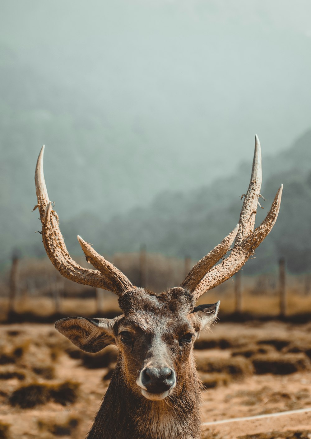 Cerf brun sur une friche industrielle pendant la journée