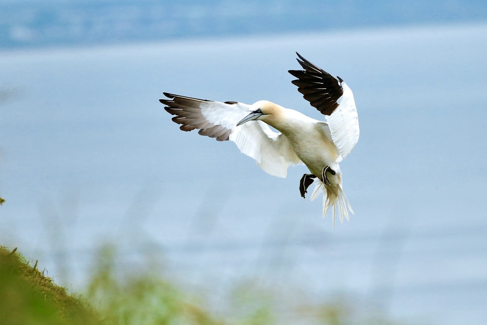 white and black bird flying during daytime