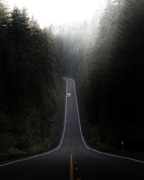 Close-up of sunlight filtering through fog over an empty winding road.