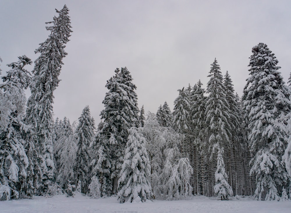 snow covered pine trees during daytime