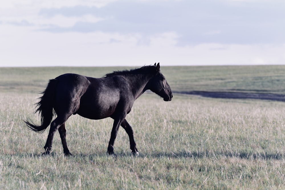 black horse on green grass field during daytime