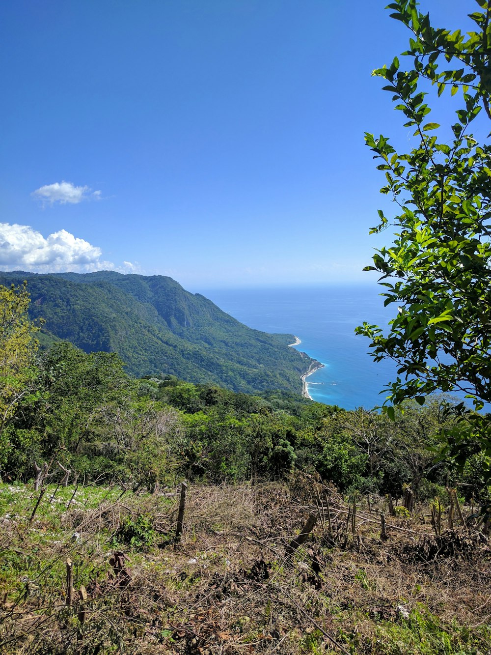 green trees on mountain near body of water during daytime