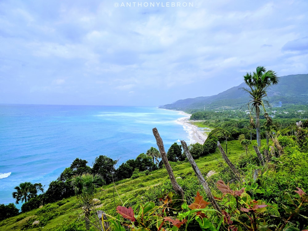 green plants on mountain near body of water during daytime