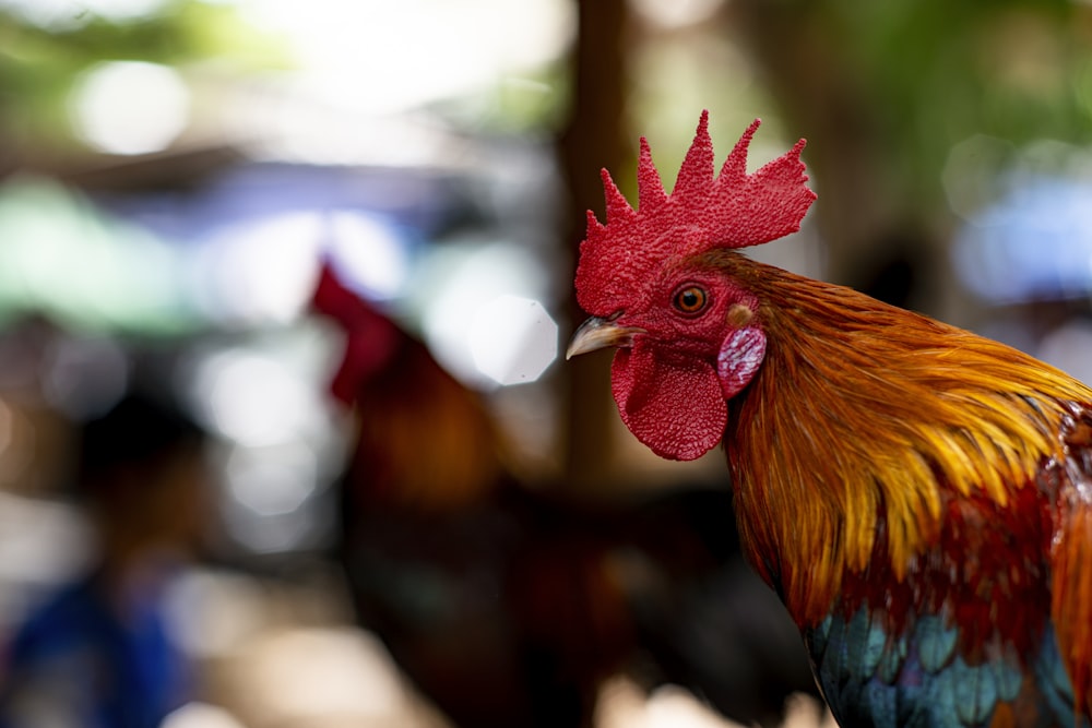 red green and yellow rooster