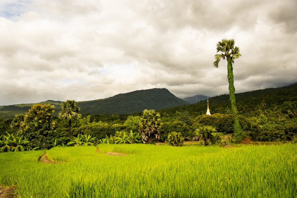 green grass field near green mountain under white clouds during daytime