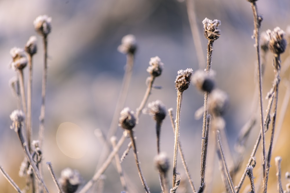 brown plant in tilt shift lens