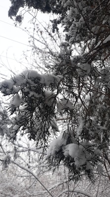 A snowy outdoor scene featuring Nordmann fir trees.