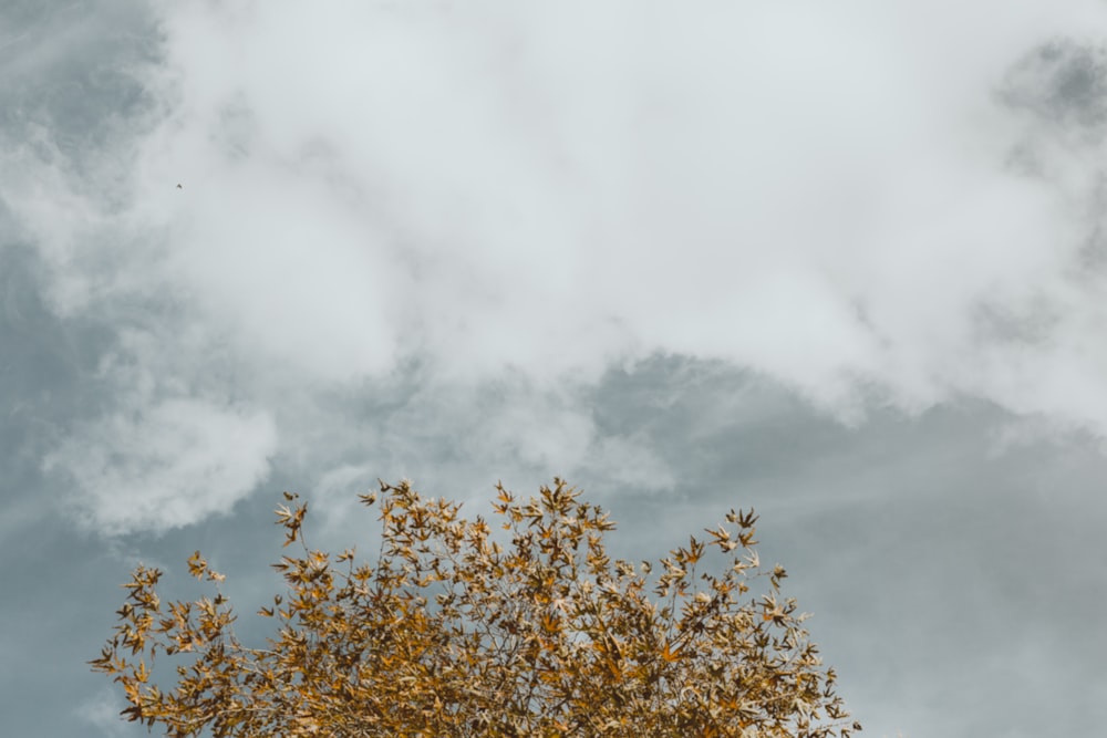 brown tree under white clouds