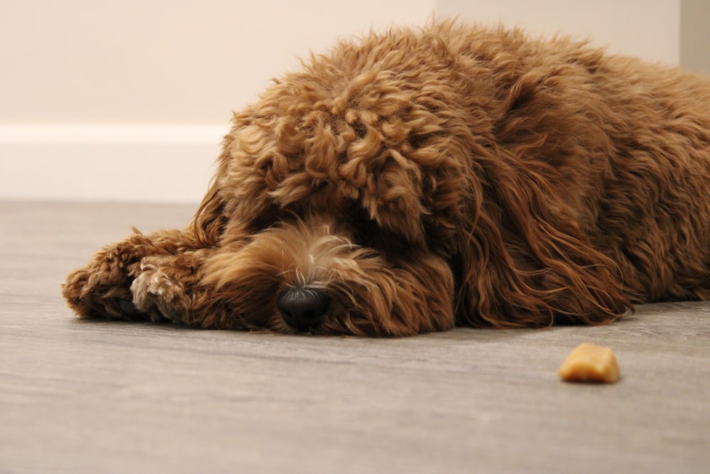 brown long coated small dog lying on white textile