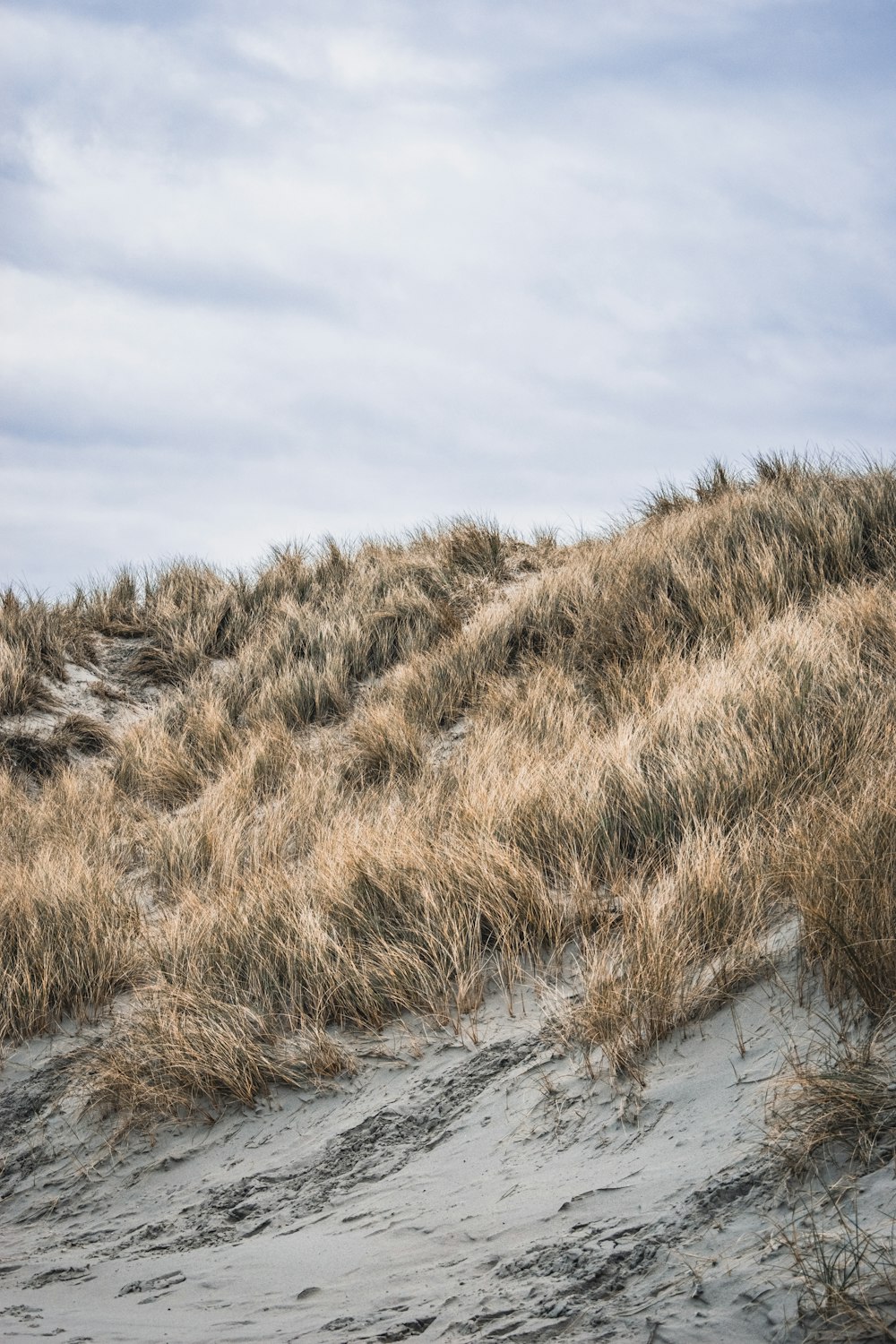 brown grass on body of water under cloudy sky during daytime