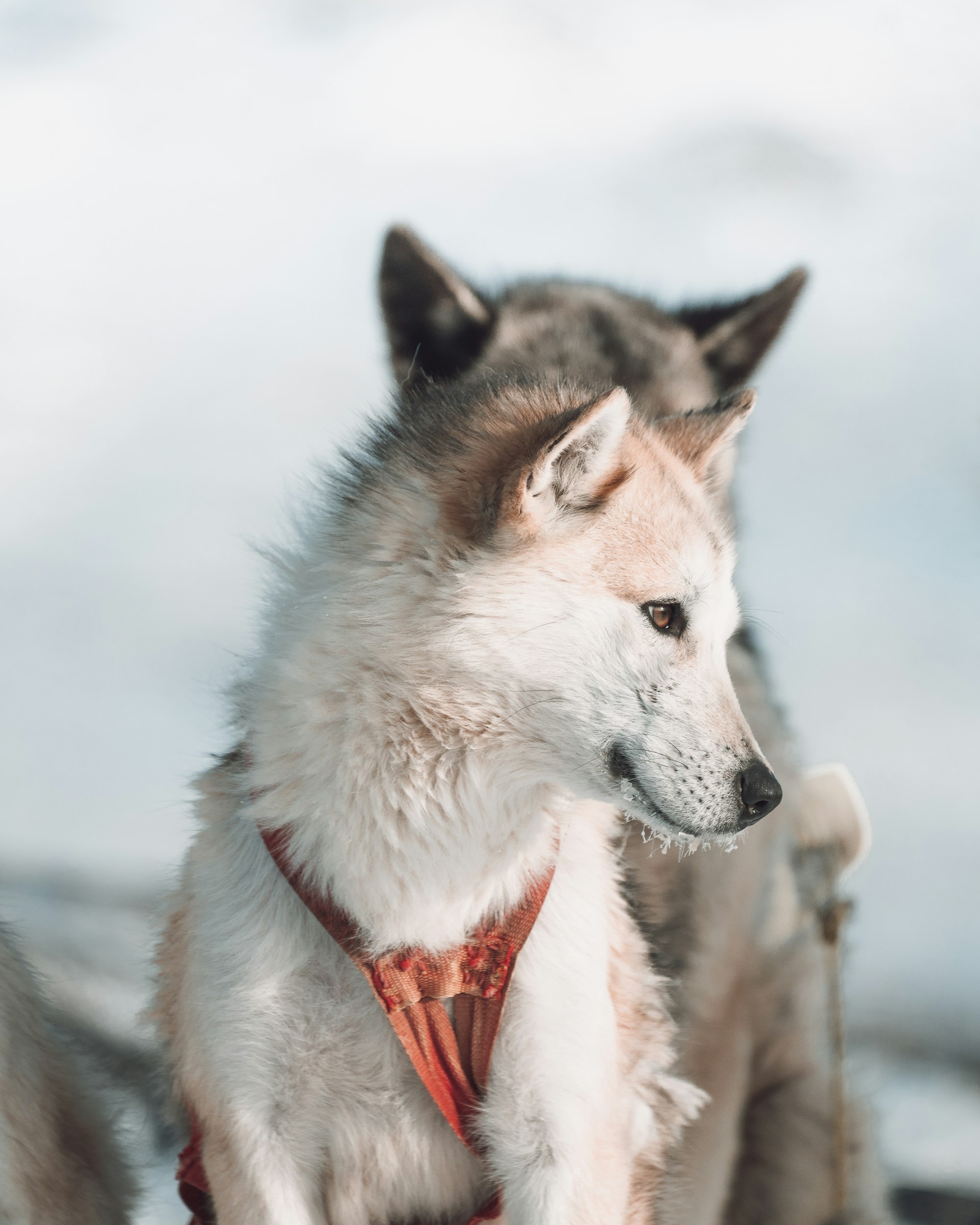 white and black siberian husky with red leash