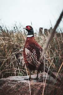 A pheasant with vibrant plumage stands on a large textured stone. The bird's feathers exhibit a mix of rich browns, reds, and black with white accents. It is surrounded by tall, dry grass, suggesting a natural habitat. The sky is overcast, creating a calm, muted background.