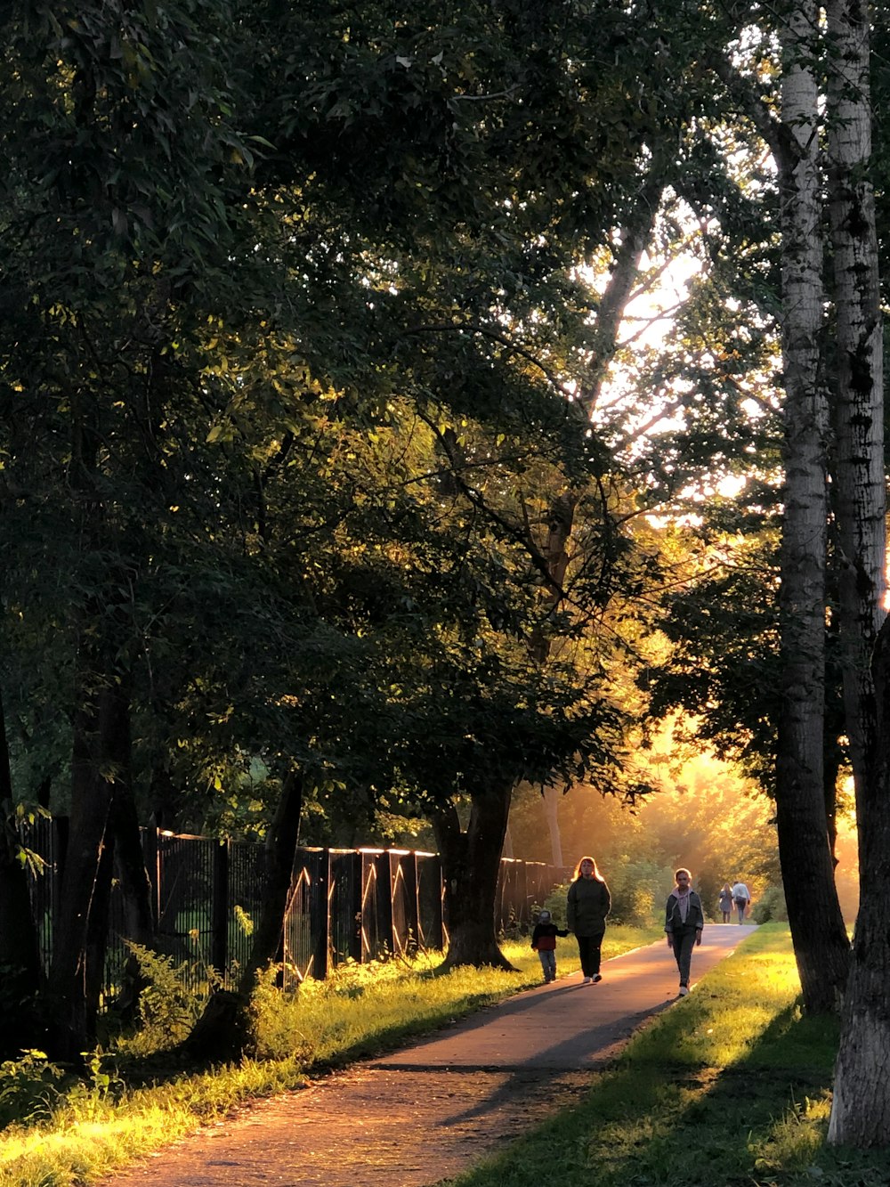 people walking on pathway between trees during daytime