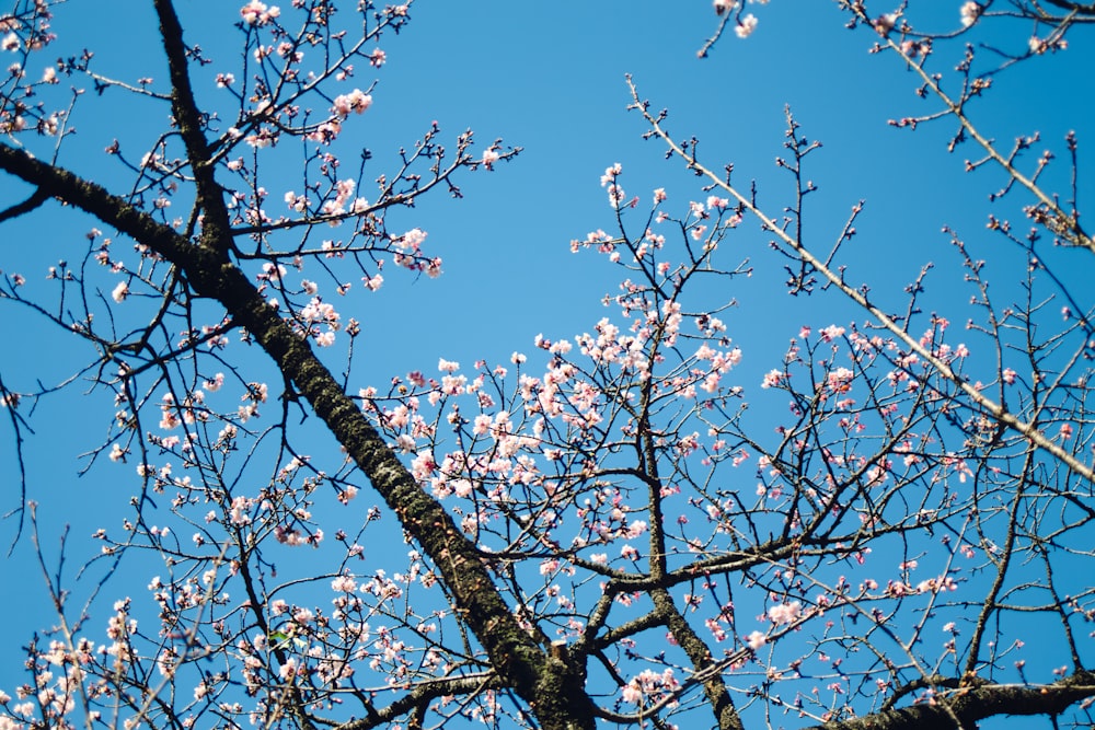 flor de cerejeira branca sob o céu azul durante o dia