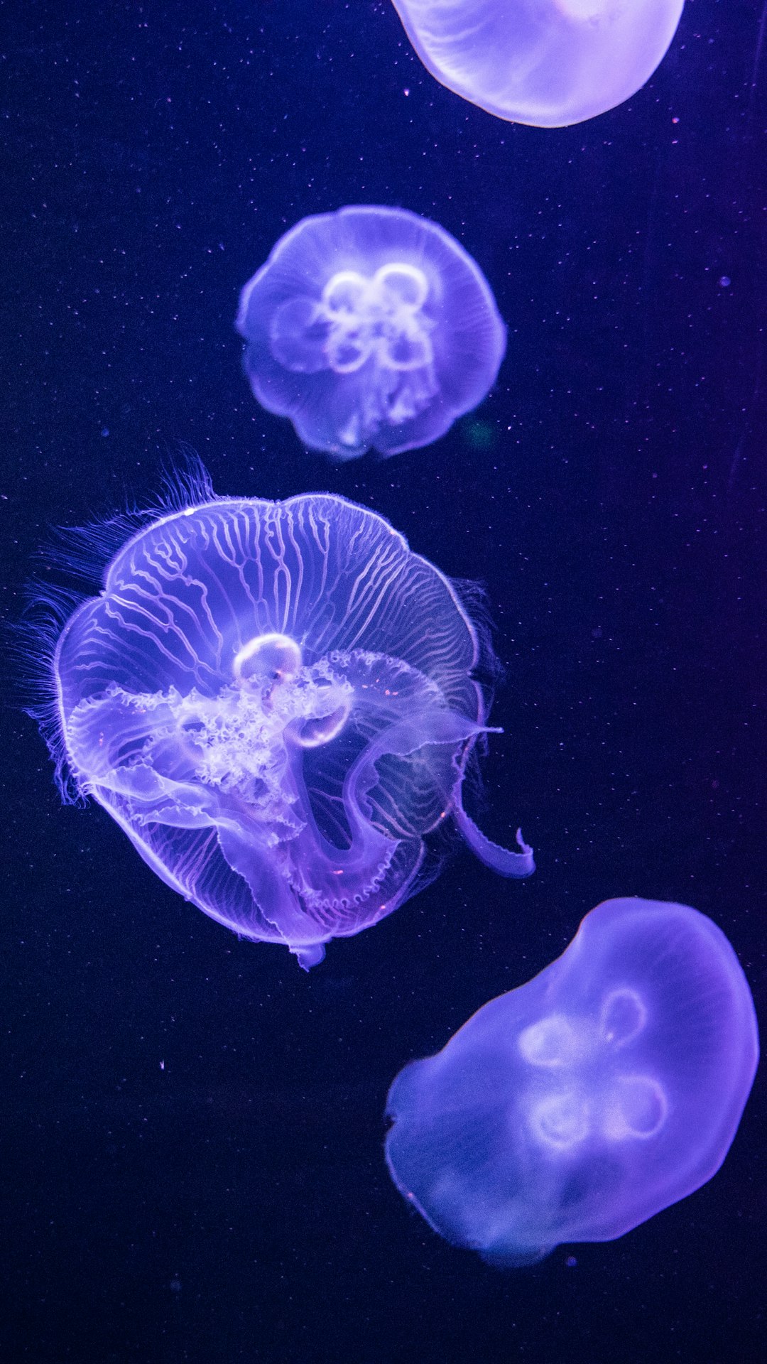 purple and white jellyfish on black background