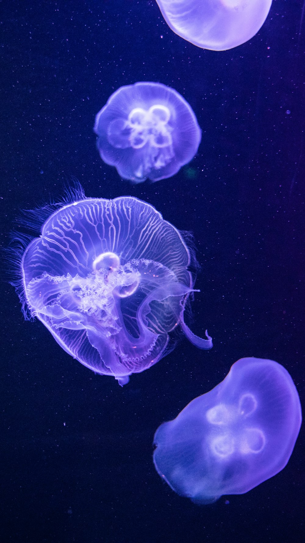 Meduse viola e bianche su sfondo nero