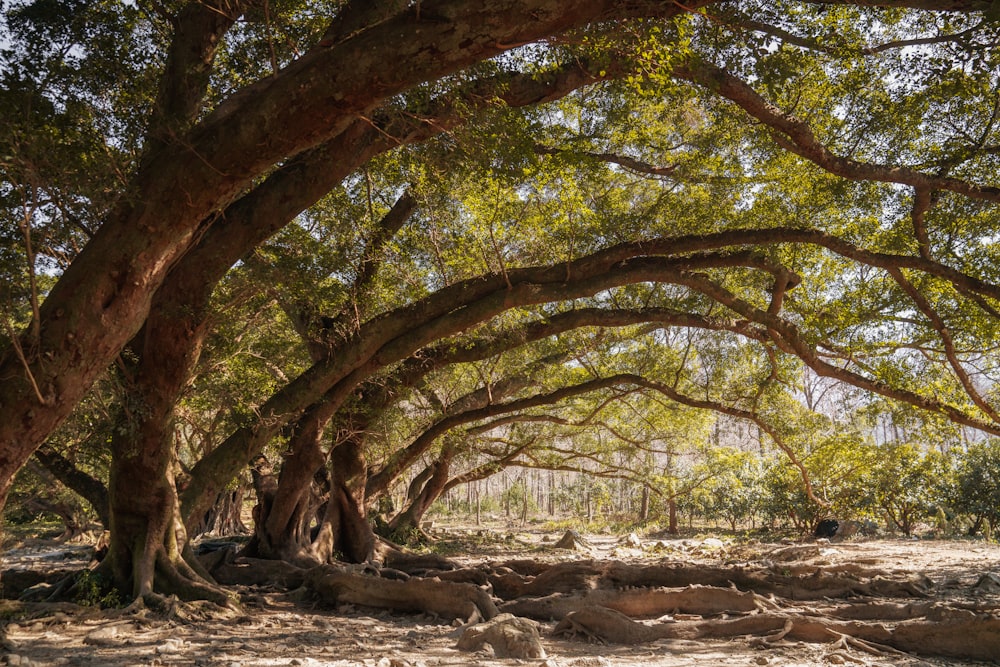 brown and green trees on brown soil during daytime