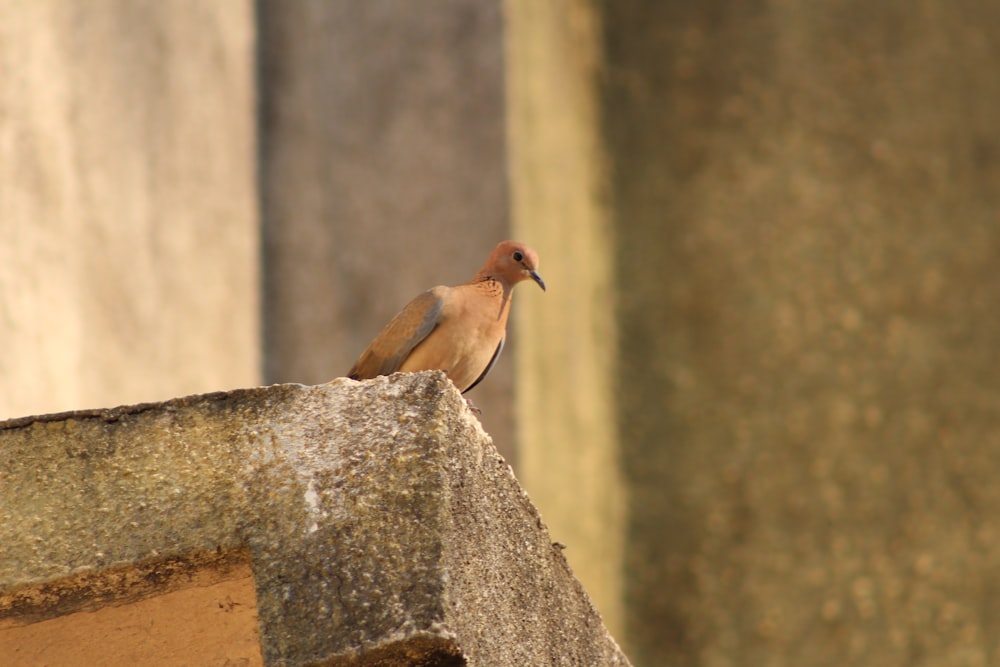 brown bird on gray concrete wall