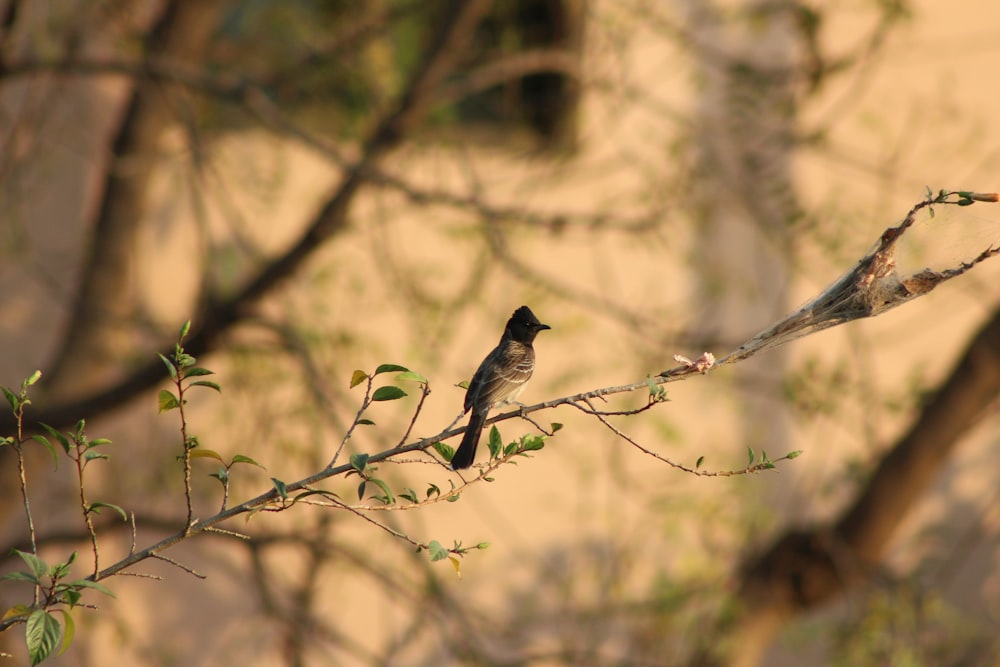 schwarz-weißer Vogel tagsüber auf braunem Ast