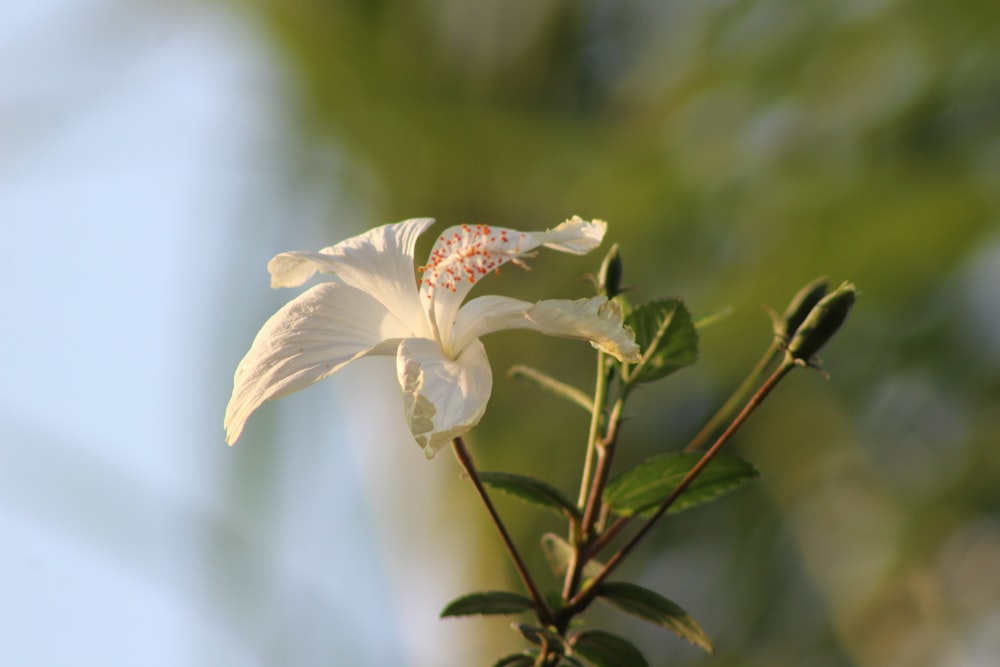 white and yellow flower in tilt shift lens