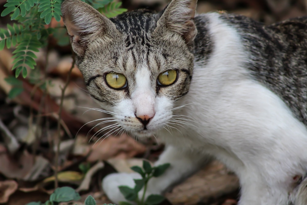 brown tabby cat on brown soil