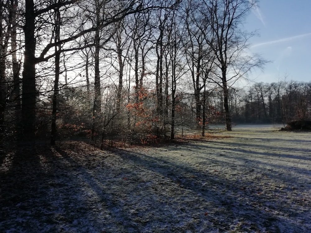 leafless trees on gray dirt ground