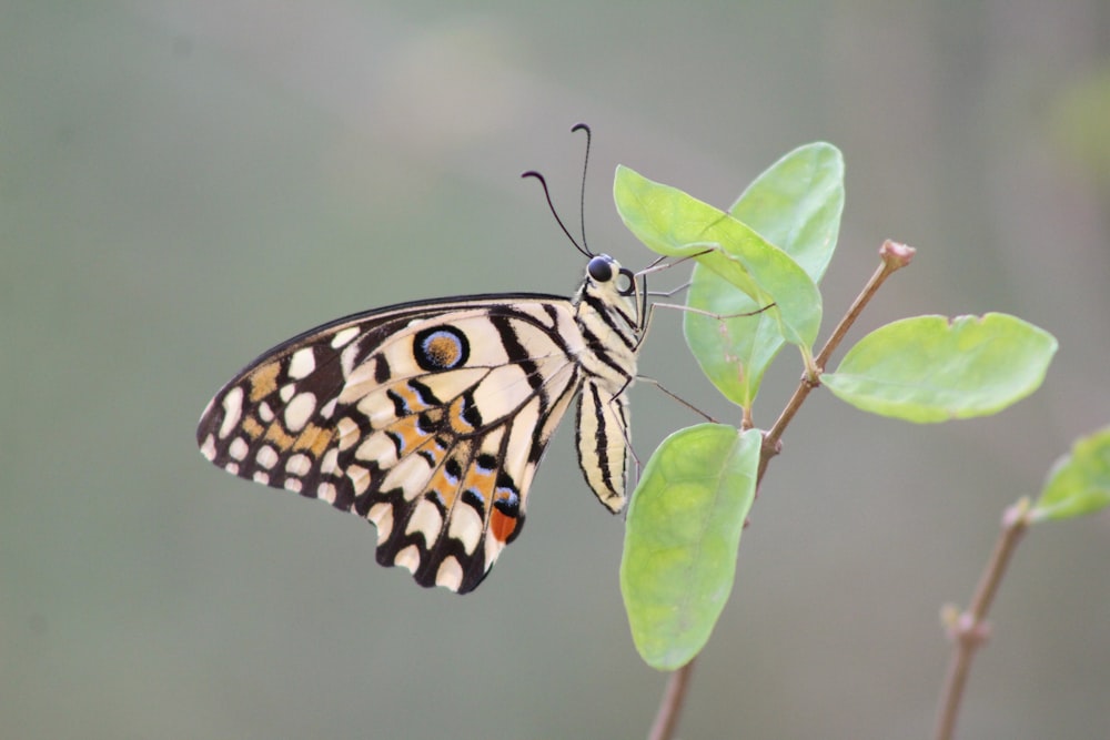 black and white butterfly perched on green leaf plant