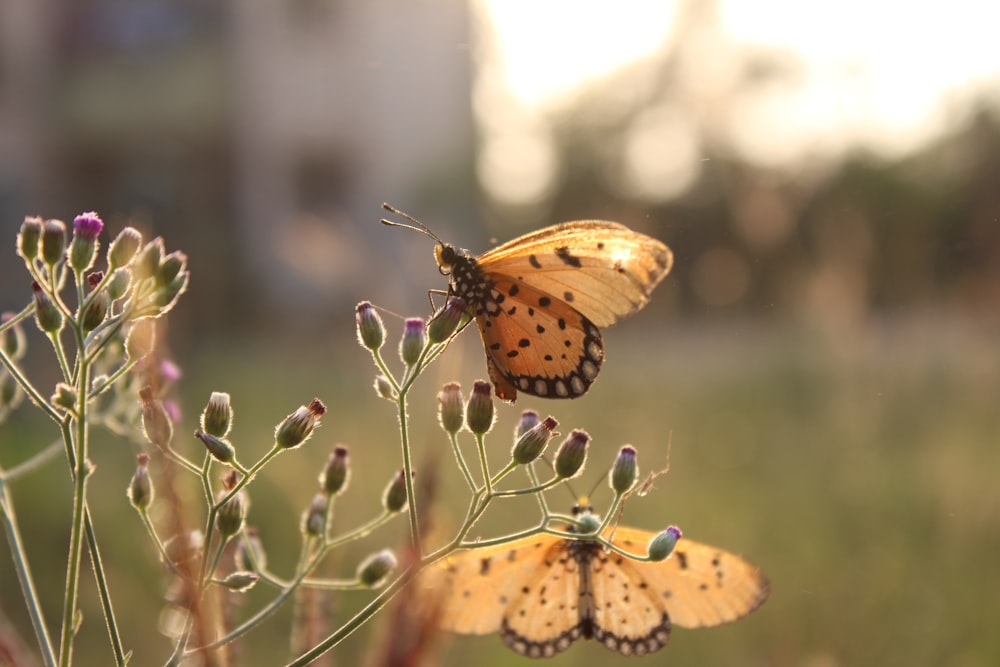 papillon brun et noir sur plante verte pendant la journée