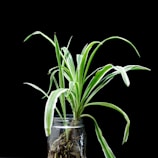 green plant in clear glass vase