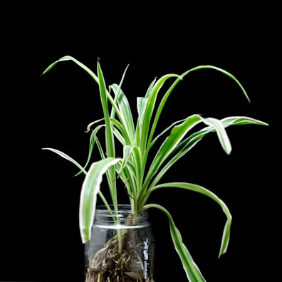 green plant in clear glass vase