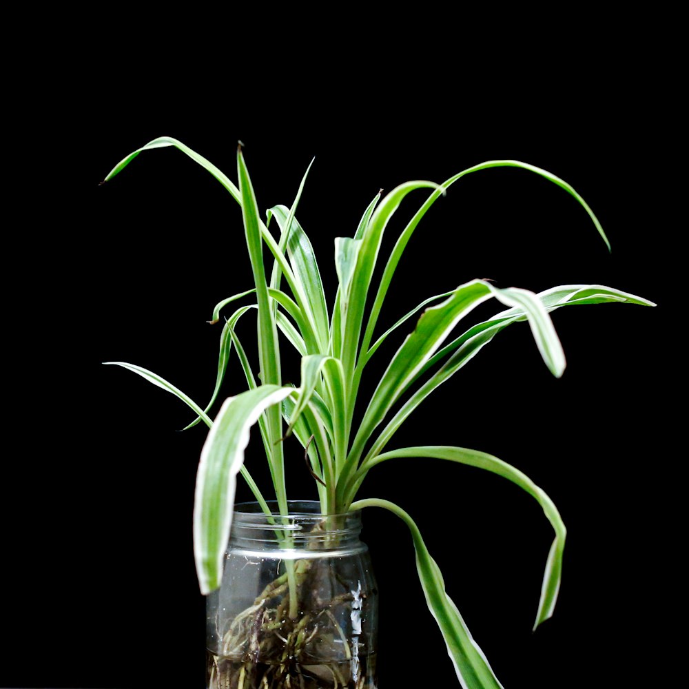 green plant in clear glass vase