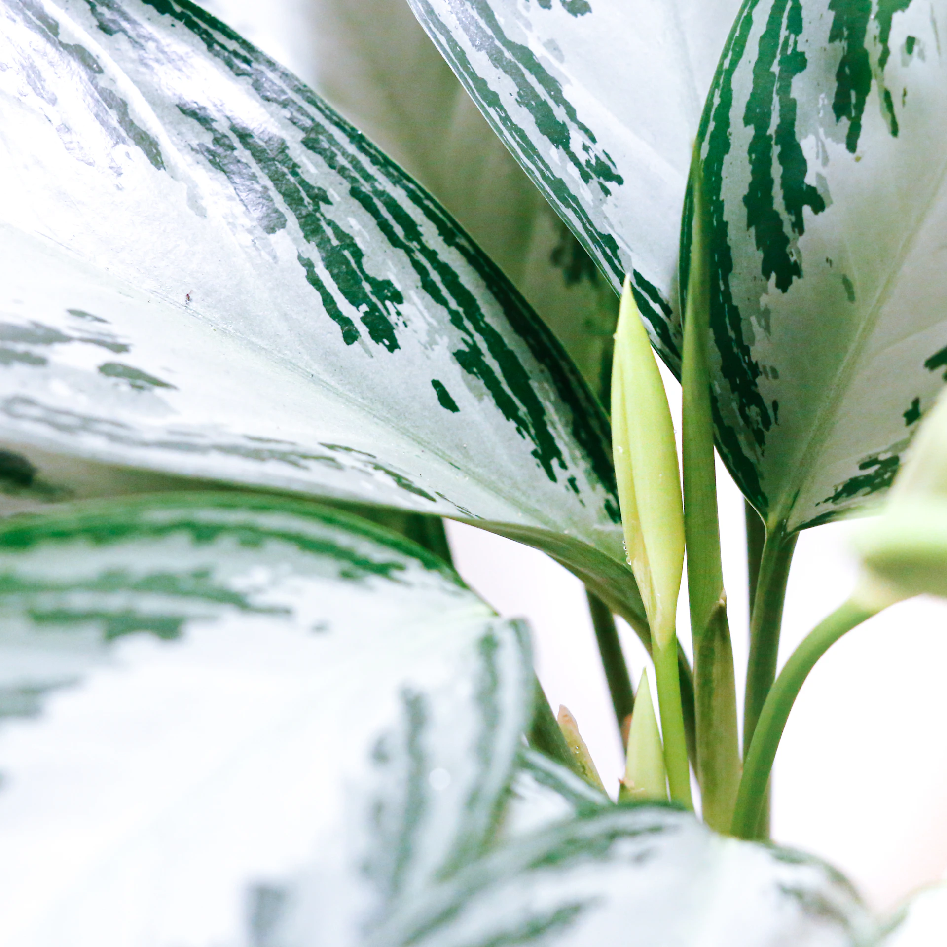 white and green leaf plant