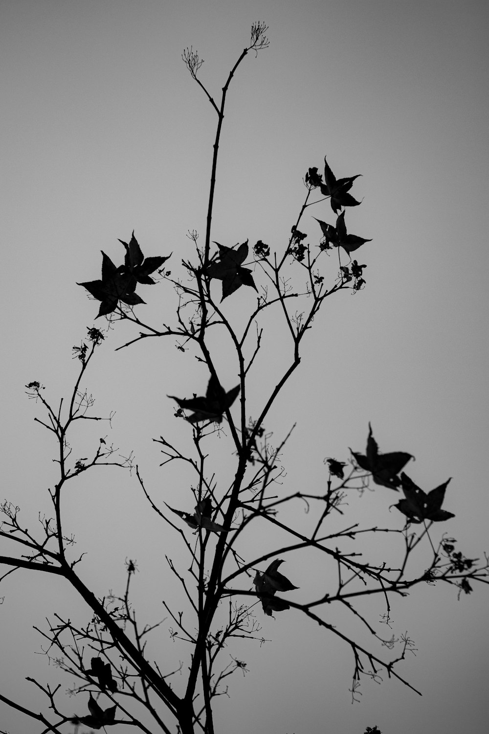 black bird on bare tree during daytime