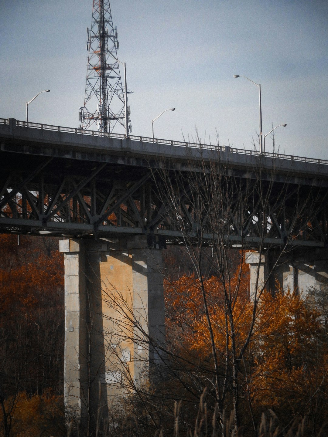 brown bare trees near gray concrete bridge during daytime