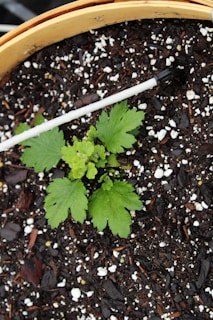 A small green plant with serrated leaves is growing in a pot filled with dark, rich soil. White pebbles and small pieces of bark are scattered across the soil surface. A thin white stick, possibly a plant label or support, is placed next to the plant.