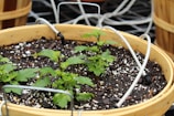 A large pot filled with soil and small green plants. The pot is round and made of a light-colored material, possibly ceramic or plastic. The soil appears dark and rich with small white specks. There are multiple wires or tubes emerging from the soil, possibly part of an irrigation system.