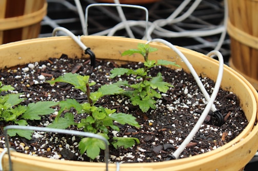 A large pot filled with soil and small green plants. The pot is round and made of a light-colored material, possibly ceramic or plastic. The soil appears dark and rich with small white specks. There are multiple wires or tubes emerging from the soil, possibly part of an irrigation system.
