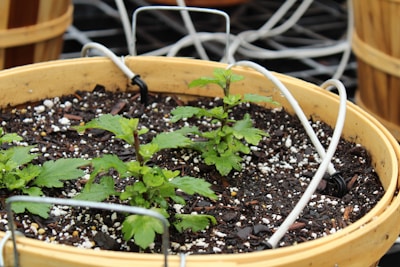 A large pot filled with soil and small green plants. The pot is round and made of a light-colored material, possibly ceramic or plastic. The soil appears dark and rich with small white specks. There are multiple wires or tubes emerging from the soil, possibly part of an irrigation system.