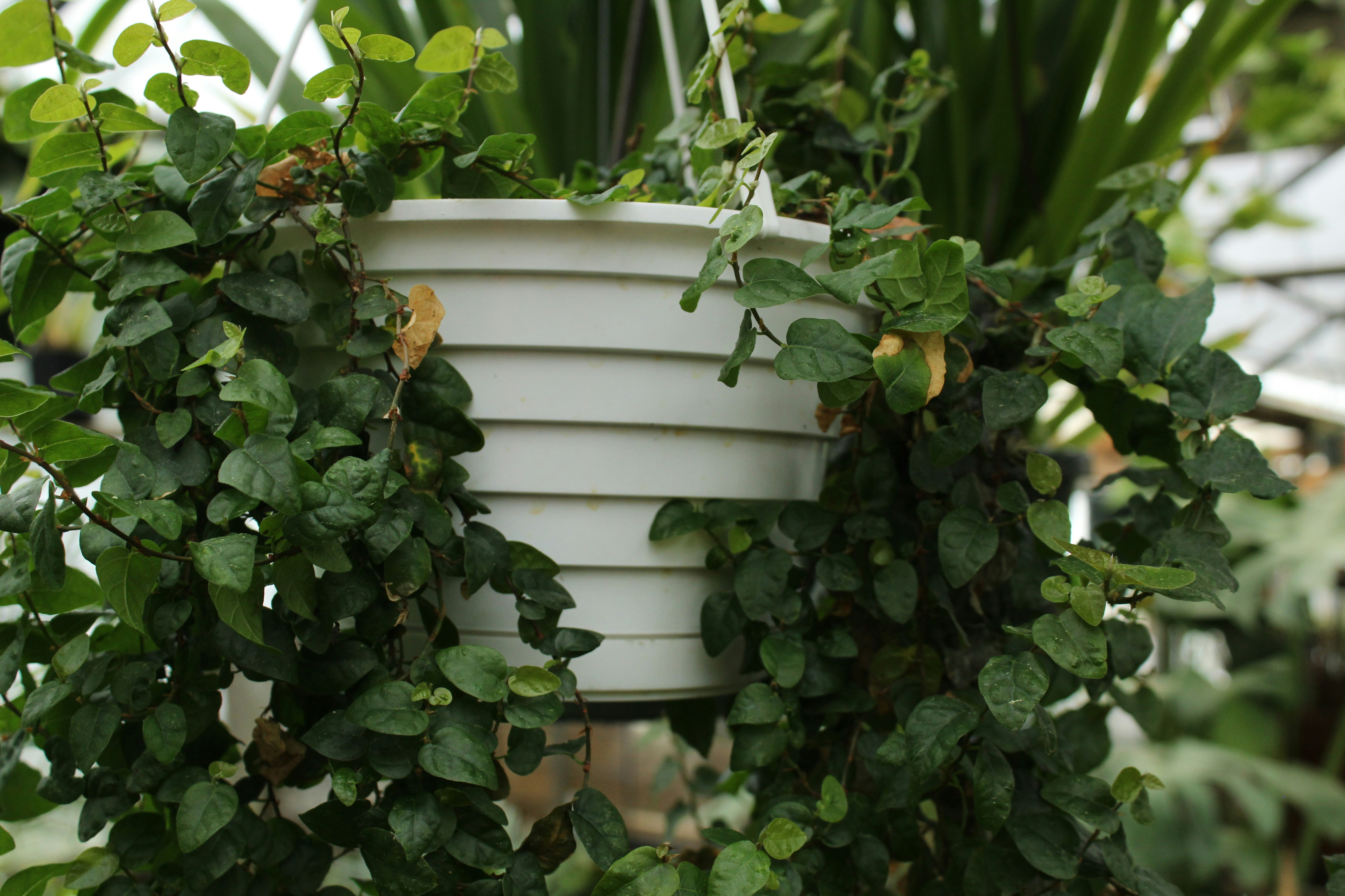 plante verte près d’un mur en bois blanc