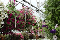 A gardener tending to vibrant hanging baskets filled with cascading blooms.